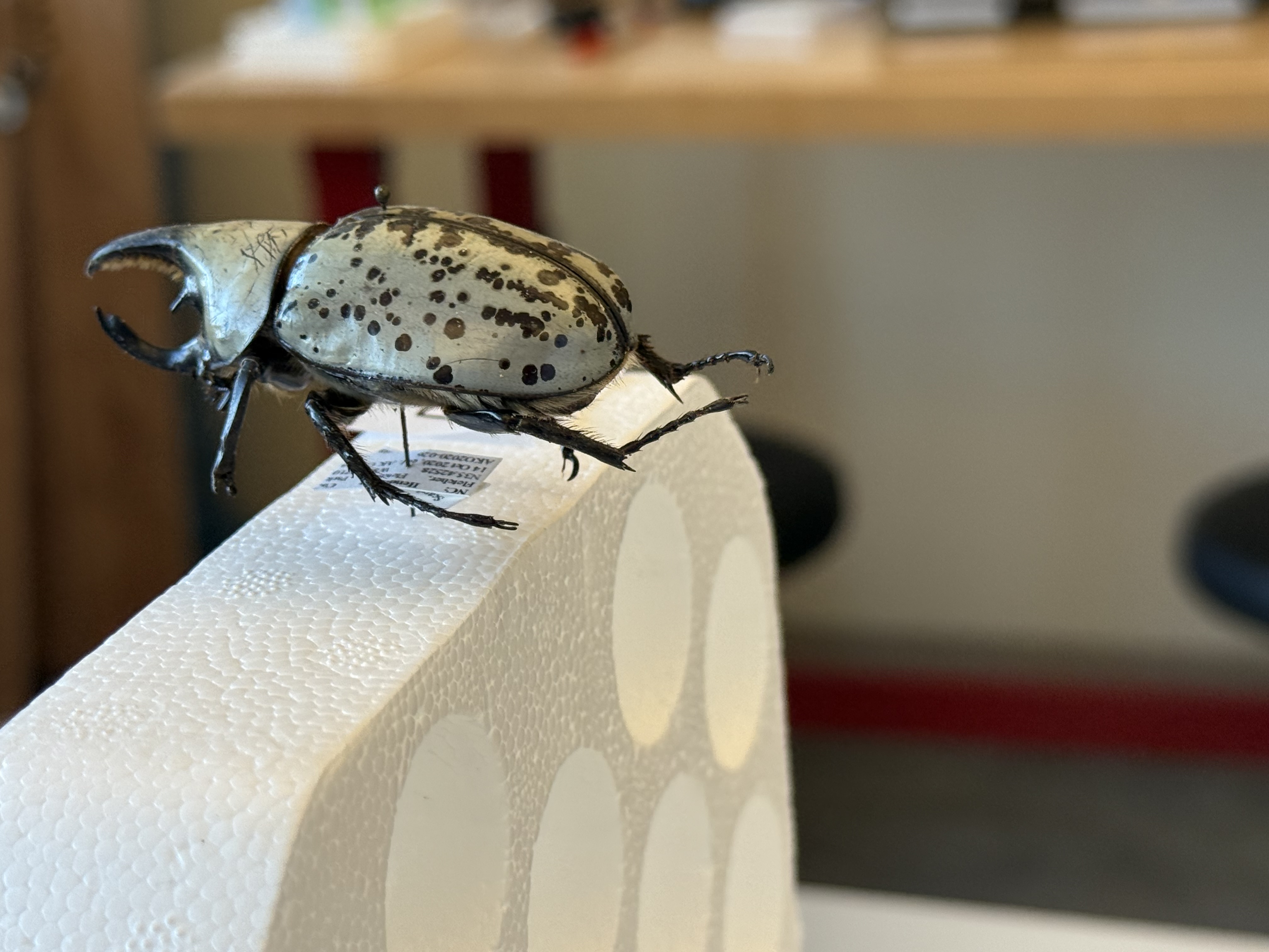 Eastern Hercules beetle specimen for 3D reconstruction