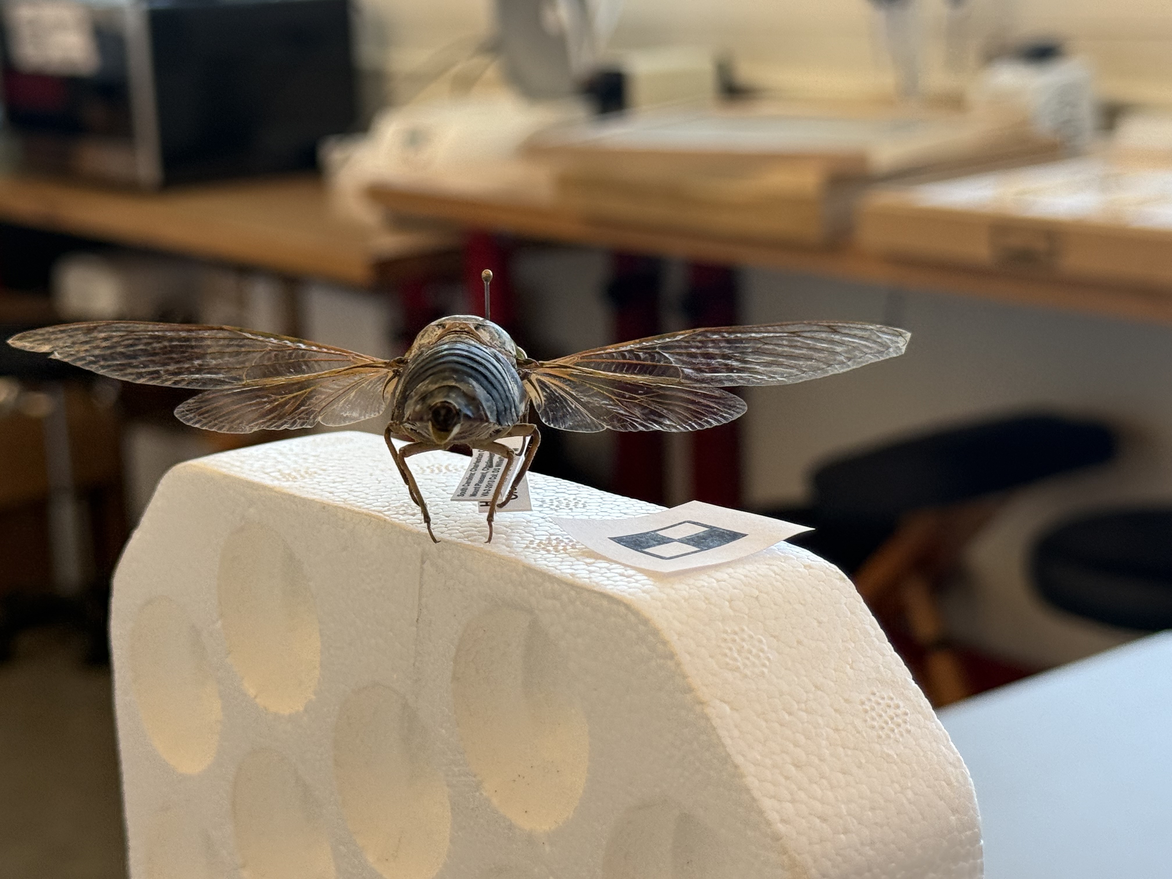 Cicada specimen with spread wings for 3D reconstruction