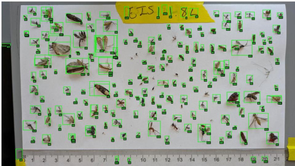 AI object detection with bounding boxes identifying insects on a sample sheet